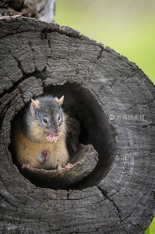 黄足蜈蚣(antechinus flavipes)